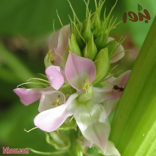 بذور القوار أو فول القوار ( Cyamopsis tetragonolob...