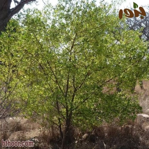 بذور شجيرة دادونيا ( Dodonaea angustifolia )
