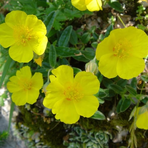 بذور الرقروق المصاحب للكمأة أو الفقع ( Helianthemu...