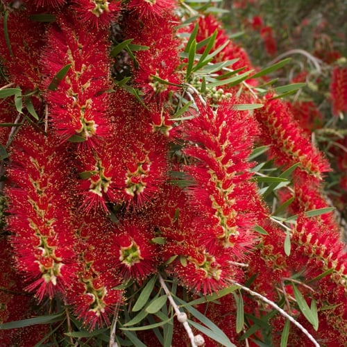 بذور فرشاة الزجاج - Callistemon Viminalis