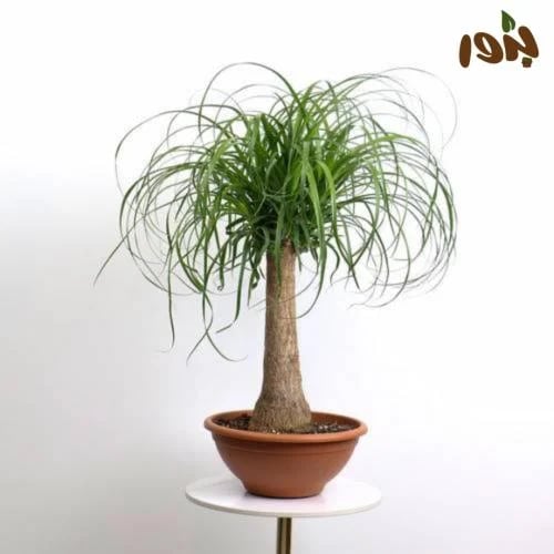 بذور رجل الفيل ( ‫‪ Beaucarnea recurvata‬)