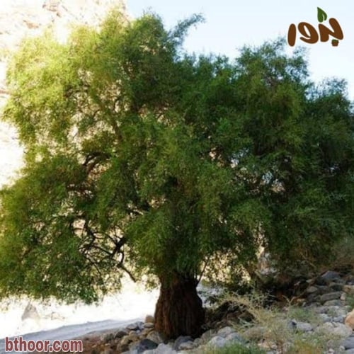 بذور سدر جبلي مقشور(1 Ziziphus spina-christi )