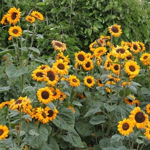 بذور دوار الشمس ( Helianthus annuus )