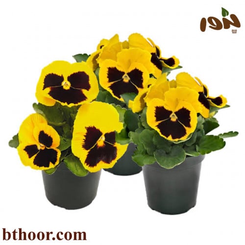 بذور زهرة بانسي الصفراء - بنفسج الثالوث(Viola x wi...