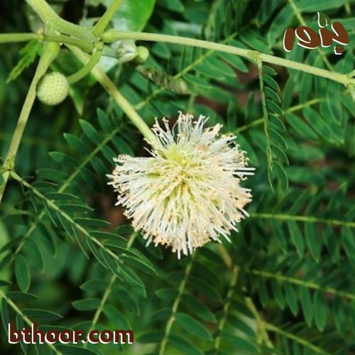 بذور شجرة ليوسينا (Leucaena leucocephala)