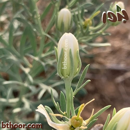 بذور حرمل-السذاب البري ( Peganum harmala )