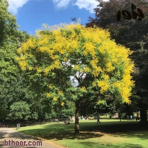 بذور شجرة المطر الذهبية - كوليرتاريا ( Koelreuteri...