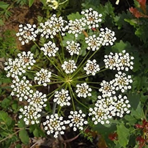 بذور نبات اليانسون ( Pimpinella anisum )