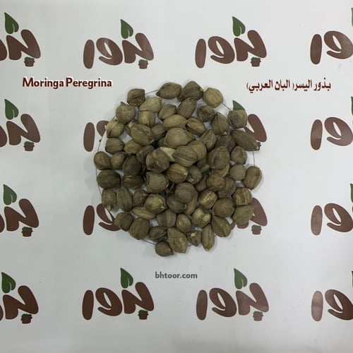 بذور اليسر أو البان العربي (Moringa Peregrina)