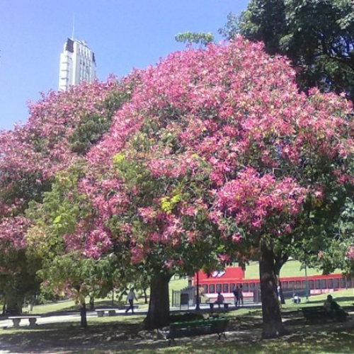 بذور شجرة الكوريزيا (Chorisia speciosa)