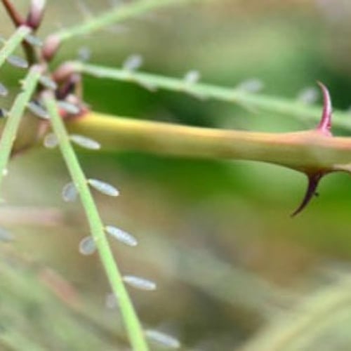 بذور شجرة باركنسونيا - شوكة الفرس (Parkinsonia a...