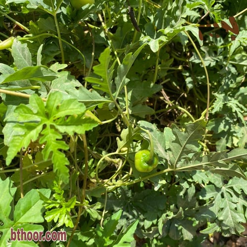 بذور متسلقة ست الحسن (بيضاء) - جملة