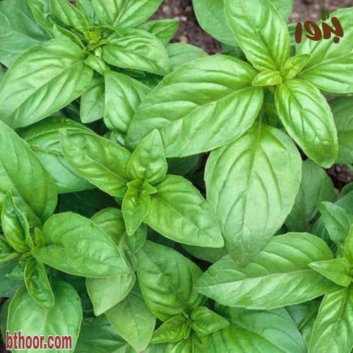 بذور الريحان الحلو جملة ( ريحان ايطالي ) Ocimum ba...