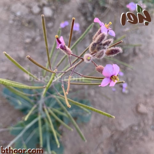 بذور اليهق ( الجرجير البري) - Diplotaxis acris