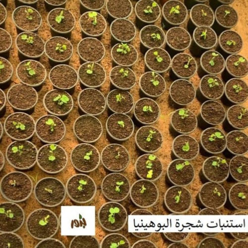 بذور شجرة البوهينيا الوردية- خف الجمل - Bauhinia...