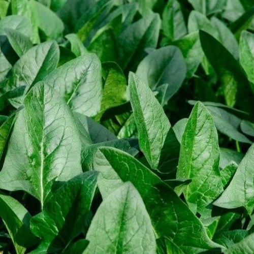 بذور نبات السبانخ (Spinacia oleracea)