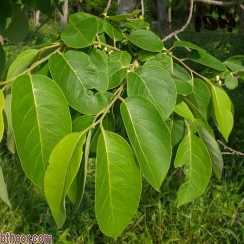 بذور فاكهة الكاكا ( Diospyros virginiana )