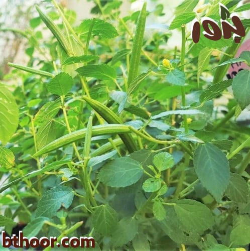 بذور الملوخية- جملة ( Corchorus olitorius )