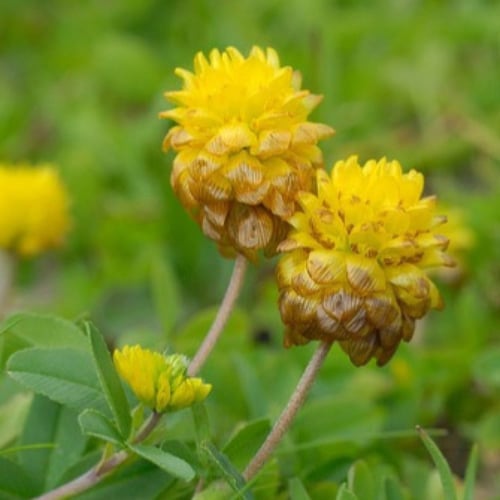 بذور عشبة النفل (Trifolium)