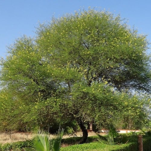بذور القرض Acacia arabica - Acacia nilotica