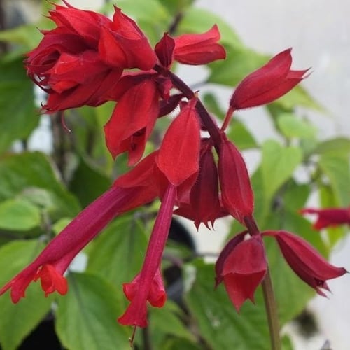 بذور زهرة سلفيا الحمراء (Salvia splendens)