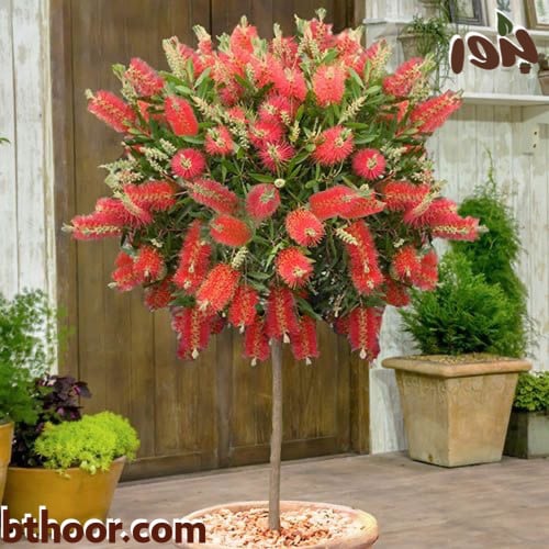 بذور فرشاة الزجاج - Callistemon Viminalis