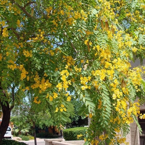 بذور الجاكرندا الصفراء - ابو المكارم(Tipuana tipu...