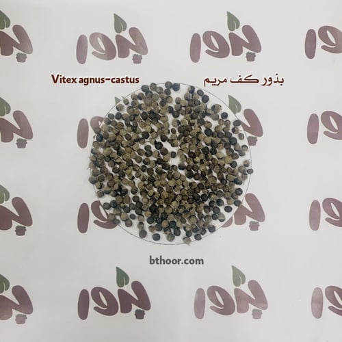 بذور شجرة كف مريم ( جملة )