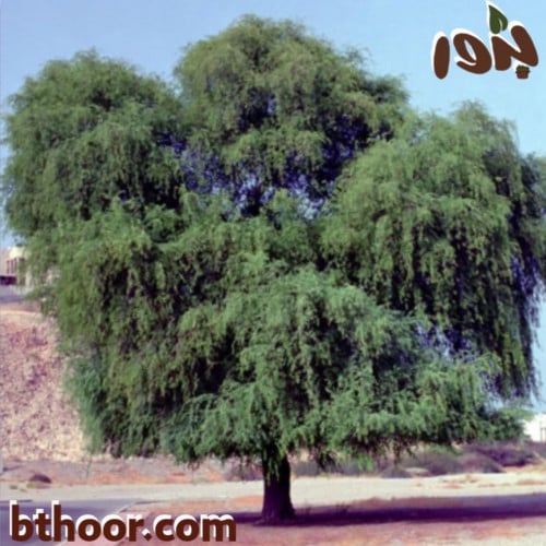 بذور شجرة الغاف الخليجي جملة