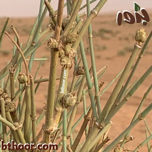 بذور العلندى-العلندة ( Ephedra alata )