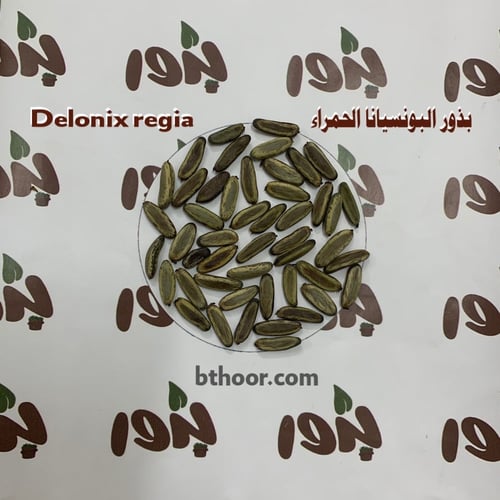 بذور البونسيانا الحمراء ( Delonix regia )