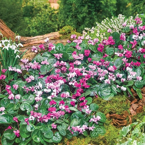 بذور زهرة بخور مريم "نبات داخلي" ( cyclamen )