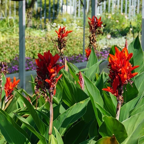 بذور الكنا الهنديه الحمراء ( canna indica )