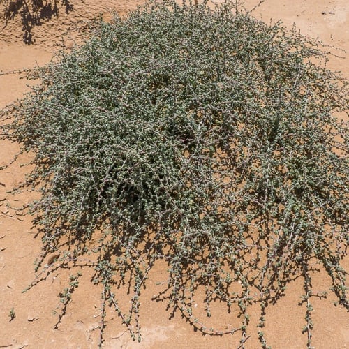 بذور نبات الضمران (Traganum nudatum)