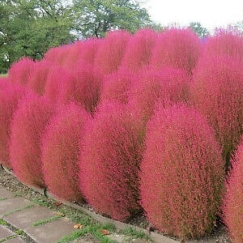 بذور مكنسة الجنة ( الكوشيا ) Kochia Scoparia