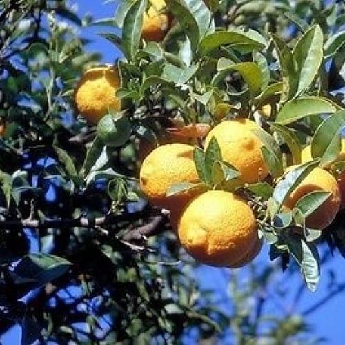 بذور فولكا مارينا - أصول الحمضيات - ( Citrus Volka...