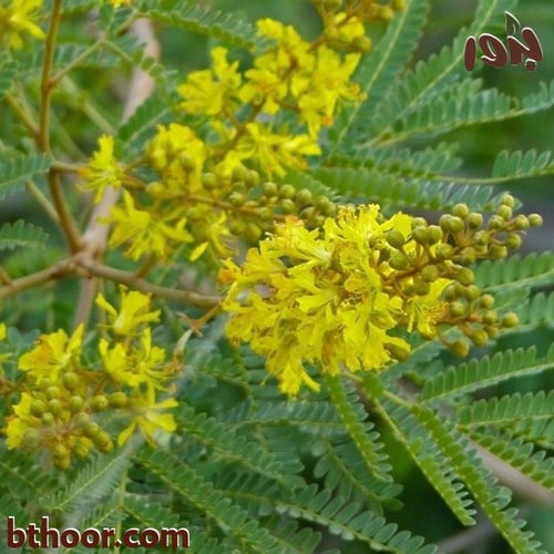 بذور البونسيانا الصفراء - بلتفورم (جملة)