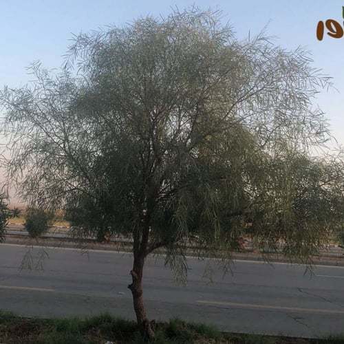 بذور السنط الملحي (Acacia ampliceps)