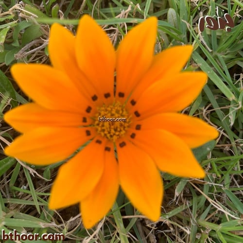 بذور زهرة الجازانيا برتقالية منوعة ( Gazania caesp...