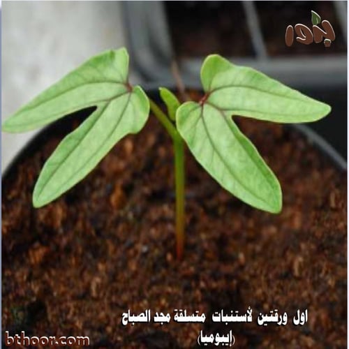 بذور مجد الصباح (بنفسجي ) Ipomoea purpurea