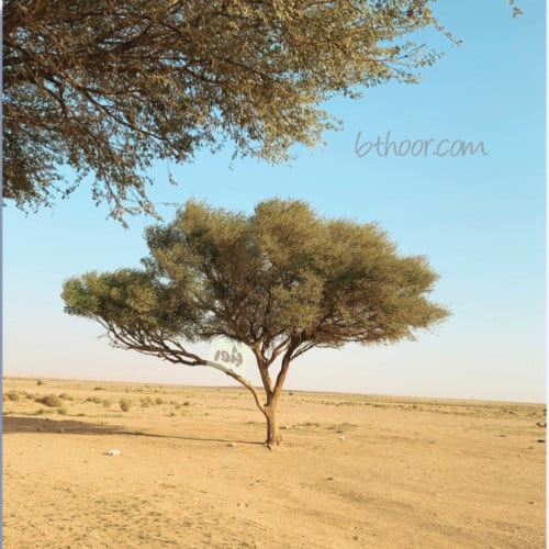 بذور شجرة الطلح النجدي (Acacia gerrardii)