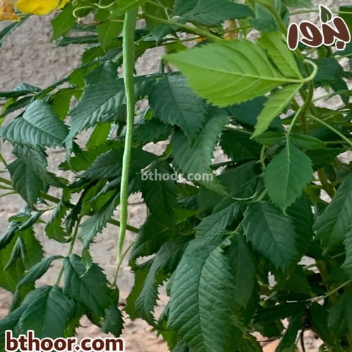 بذور شجرة تيكوما ستانس جملة