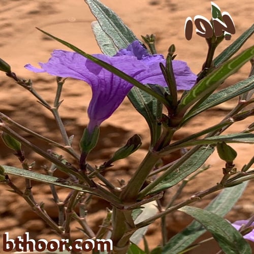 بذور رويليا ألوان متعددة (بتونيا الصحراء) Ruellia...