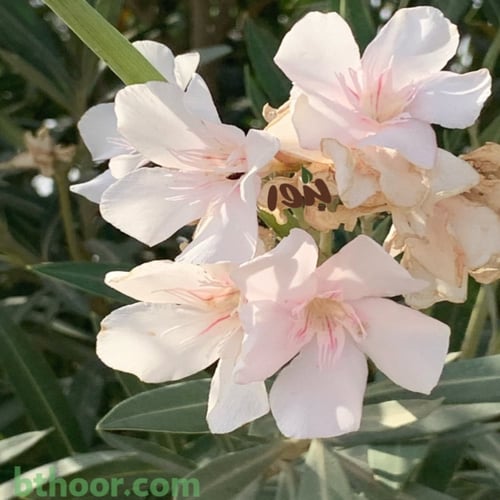 بذور دفلى - الدفله بيضاء مخطط وردي (Pinkish white...