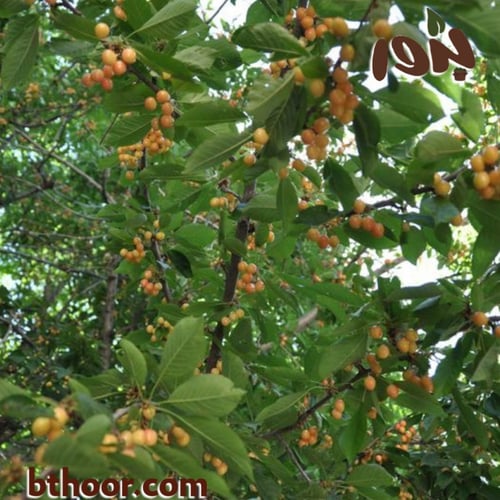 بذور البمبر البري (الإسحل) Cordia sinensis