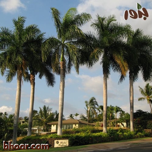 بذور نخيل ملوكي - جملة (1 Roystonea regia )