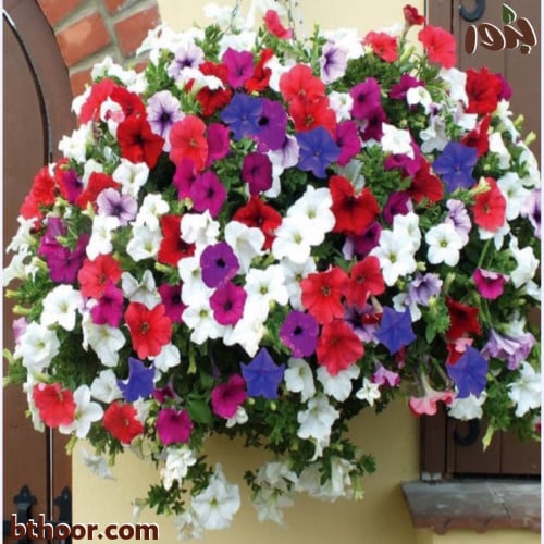 بذور زهرة البيتونيا - ألوان متعددة (جملة)