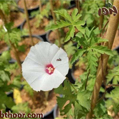 بذور متسلقة ست الحسن (بيضاء) - Ipomoea cairica