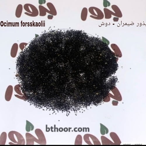 بذور الضيمران (دوش) جملة Ocimum forsskaoli