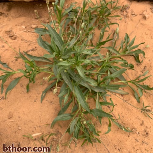 بذور الربلة جملة